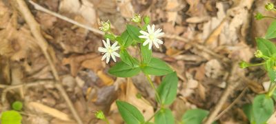Stellaria pubera, photographed by Ana Ka'ahanui
