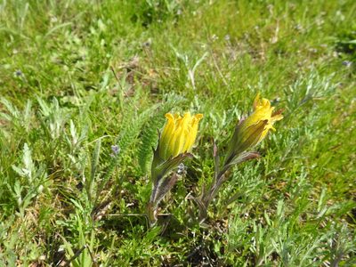 Castilleja levisecta, photographed by Old Goat