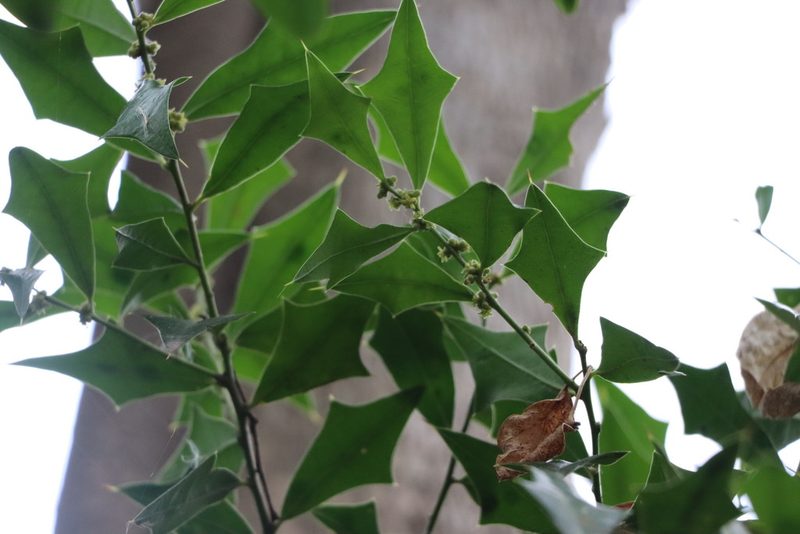Jodina rhombifolia, photographed by Florencia Grattarola