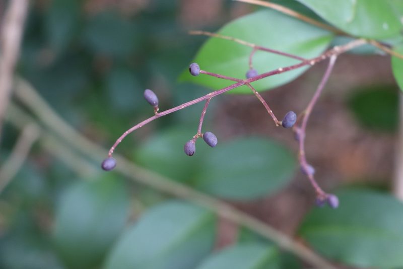 Ligustrum lucidum, photographed by Florencia Grattarola