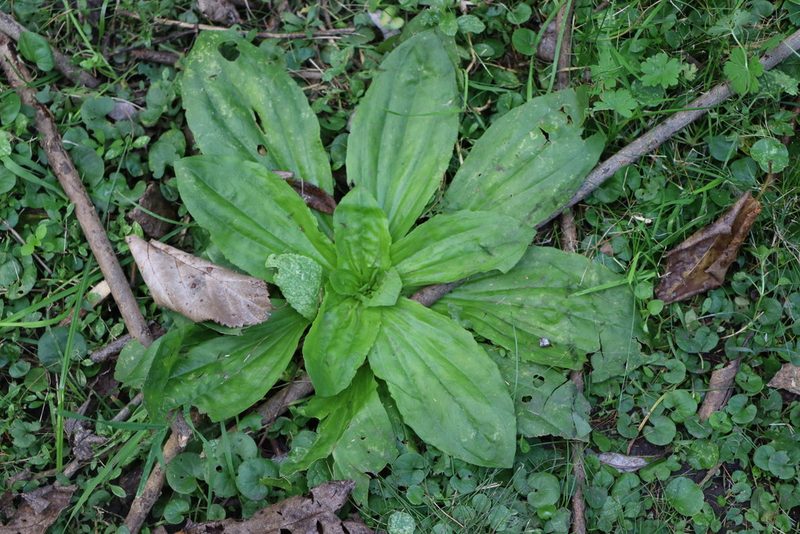 Plantago australis, photographed by Florencia Grattarola