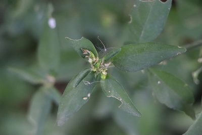 Dicliptera squarrosa, photographed by Florencia Grattarola
