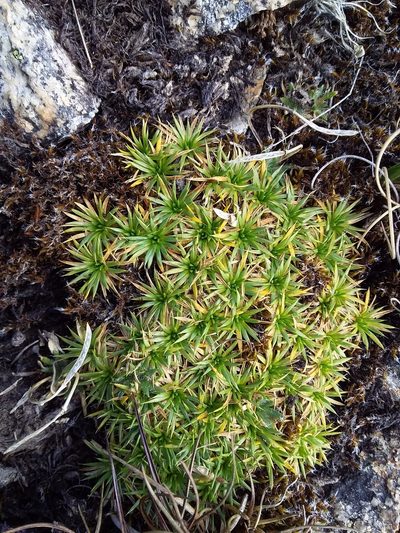 Novenia acaulis, photographed by Humber Alberto