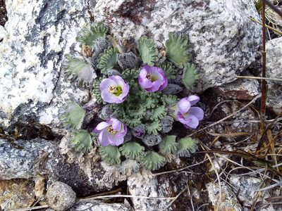Nototriche obcuneata, photographed by Humber Alberto