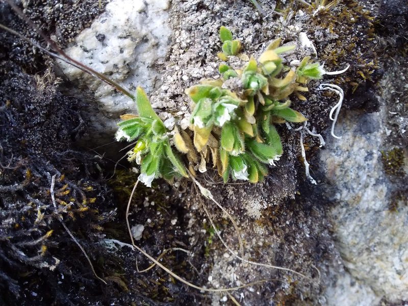 Cerastium peruvianum, photographed by Humber Alberto