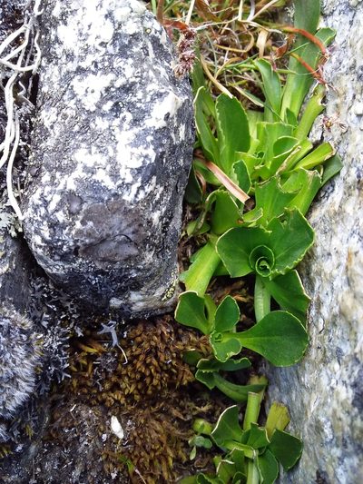 Valeriana nivalis, photographed by Humber Alberto