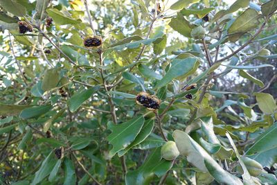 Pittosporum ralphii, photographed by Jon Sullivan