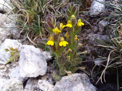 Neobartsia elongata, photographed by Humber Alberto