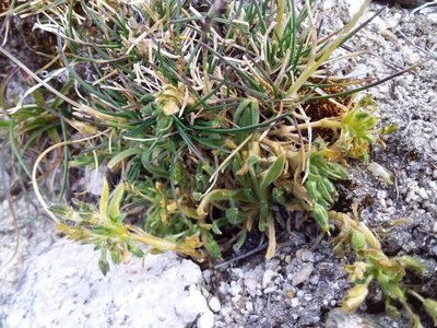 Cerastium peruvianum, photographed by Humber Alberto