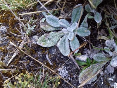Senecio candollei, photographed by Humber Alberto