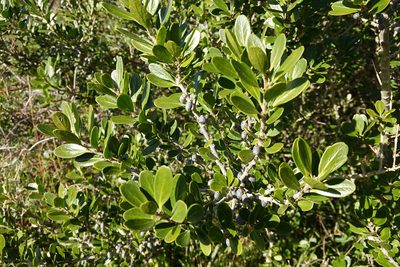 Melicytus obovatus, photographed by Jon Sullivan