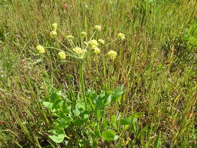 Lomatium nudicaule, photographed by Old Goat