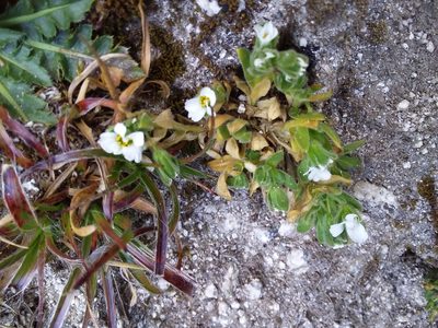 Cerastium peruvianum, photographed by Humber Alberto