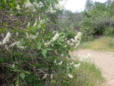 Ceanothus integerrimus