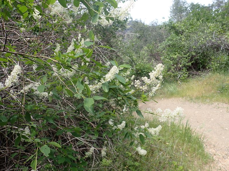 Ceanothus integerrimus, photographed by Steve Woodward