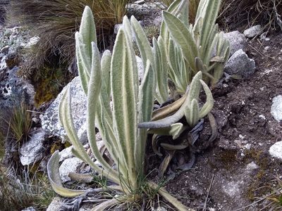 Culcitium canescens, photographed by Humber Alberto