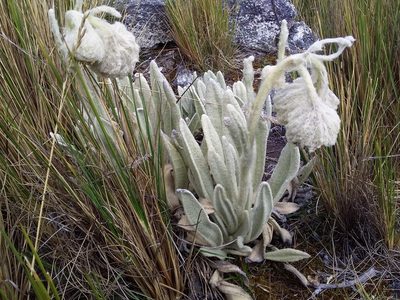 Culcitium canescens, photographed by Humber Alberto