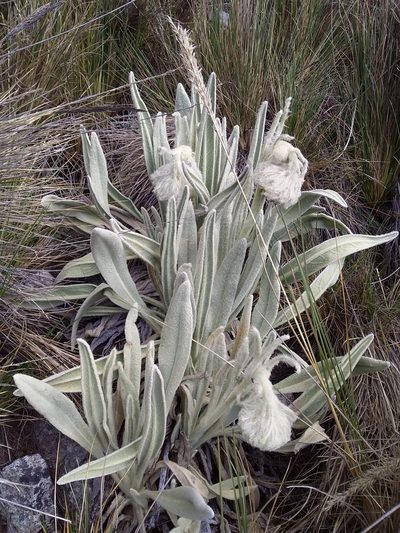 Culcitium canescens, photographed by Humber Alberto
