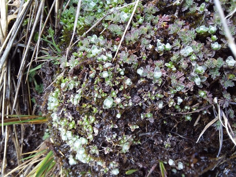 Cuatrecasasiella argentina, photographed by Humber Alberto