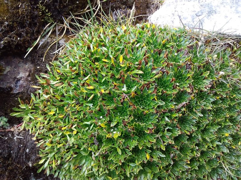 Plantago rigida, photographed by Humber Alberto