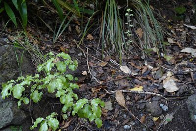 Pittosporum tenuifolium, photographed by Jon Sullivan