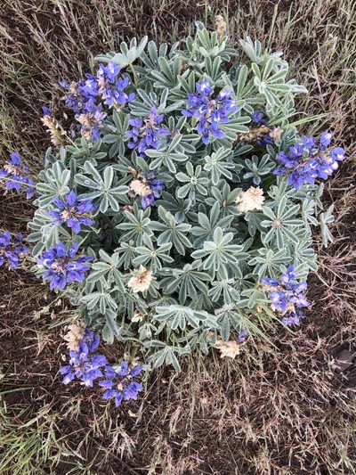 Lupinus saxosus, photographed by James H. Thomas