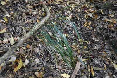 Anemanthele lessoniana, photographed by Jon Sullivan