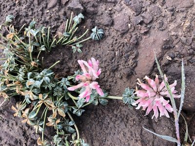 Trifolium macrocephalum, photographed by James H. Thomas