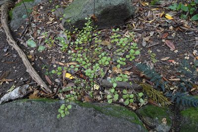 Lophomyrtus obcordata, photographed by Jon Sullivan