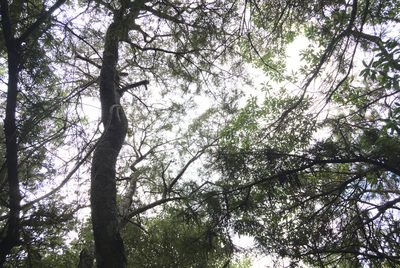 Sophora microphylla, photographed by Jon Sullivan