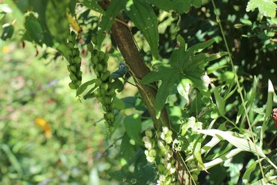 Dioscorea brachybotrya, photographed by Cesar Ormazabal