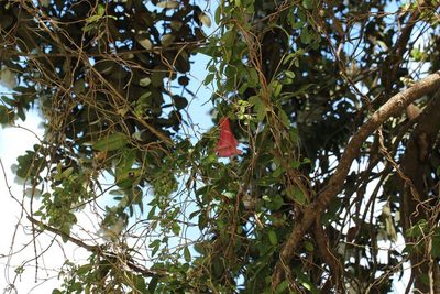 Lapageria rosea, photographed by Cesar Ormazabal
