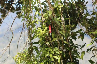 Lapageria rosea, photographed by Cesar Ormazabal