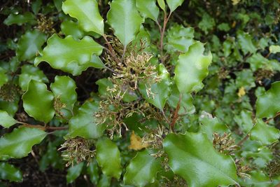 Olearia paniculata, photographed by Jon Sullivan