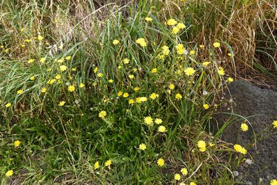 Crepis capillaris, photographed by Jon Sullivan
