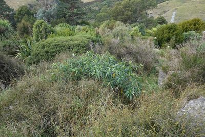 Solanum laciniatum, photographed by Jon Sullivan