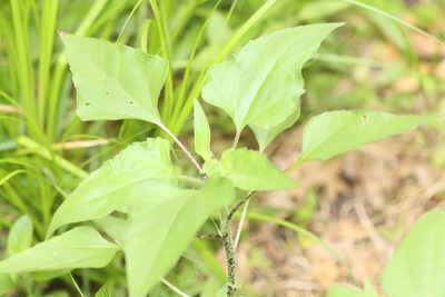 Helianthus annuus, photographed by Rich Sommer