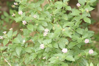Lantana strigocamara, photographed by Rich Sommer