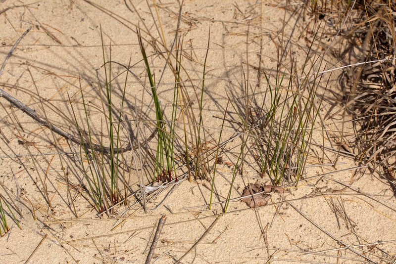 Juncus balticus, photographed by Alec McClay