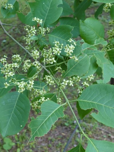 Euonymus hamiltonianus, photographed by WATANABE Hitoshi 渡辺仁
