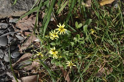 Arctotheca calendula, photographed by Jon Sullivan