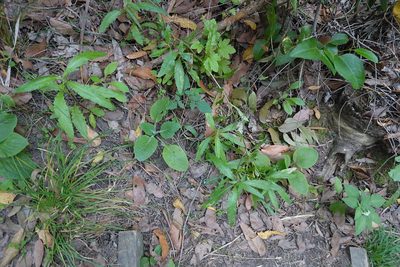 Erechtites minimus, photographed by Jon Sullivan