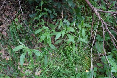 Erechtites minimus, photographed by Jon Sullivan