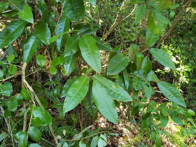 Aextoxicon punctatum, photographed by Cesar Ormazabal