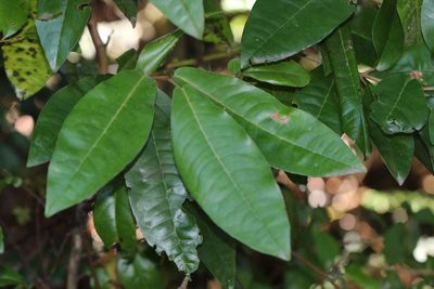 Aextoxicon punctatum, photographed by Cesar Ormazabal