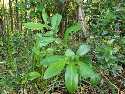 Azara integrifolia, photographed by Cesar Ormazabal