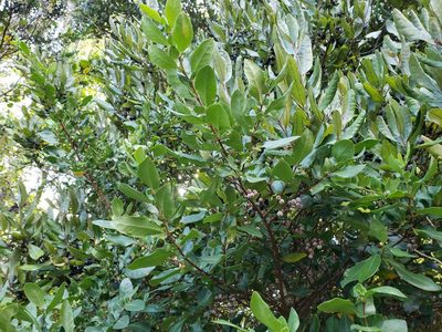 Azara integrifolia, photographed by Cesar Ormazabal