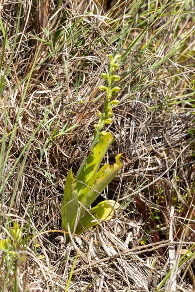 Stenoptera peruviana, photographed by Thibaud Aronson