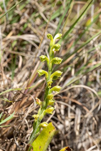 Stenoptera peruviana, photographed by Thibaud Aronson