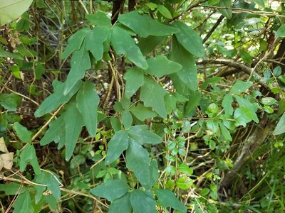 Boquila trifoliolata, photographed by Cesar Ormazabal